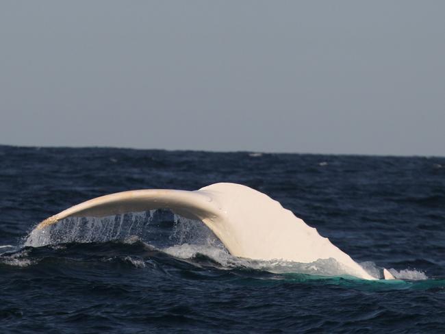 Migaloo the white whale making an appearance last year. Picture: Jonas Liebschner/ Whale Watching Sydney