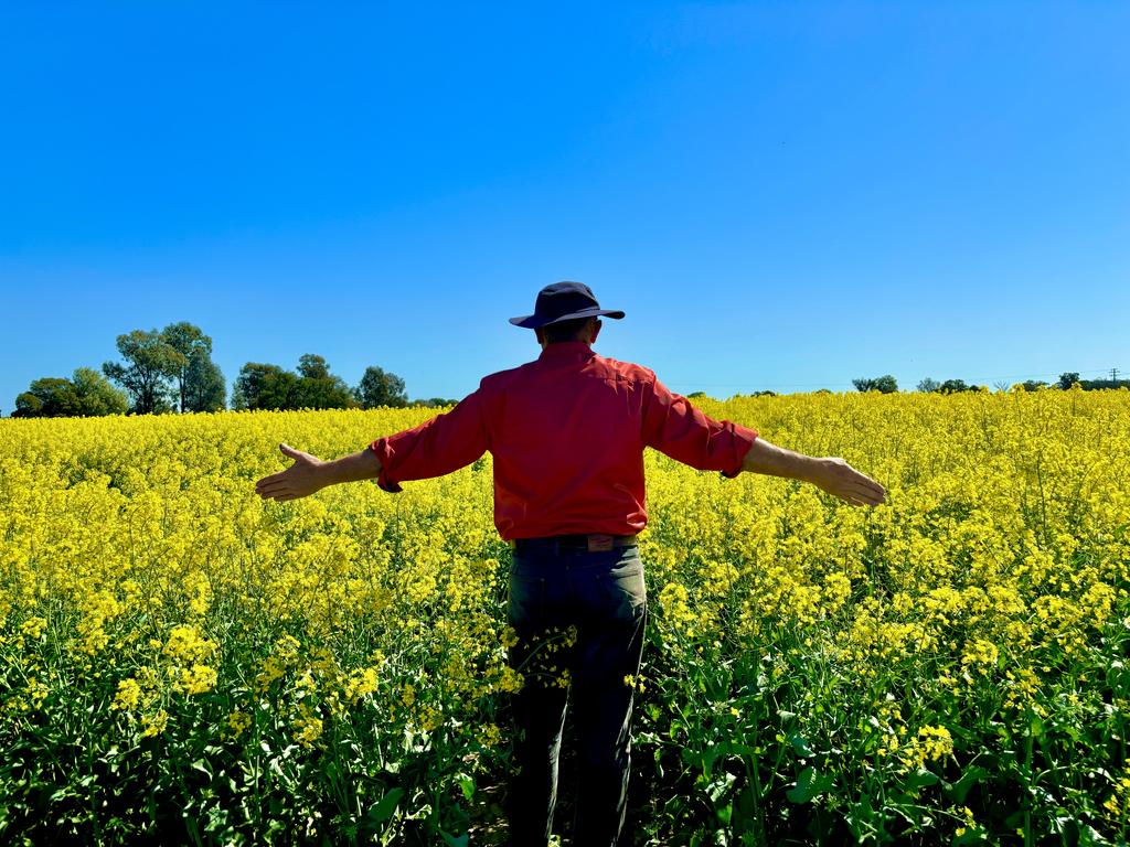 Professor Roth said Northern NSW crops are doing very well after a wet winter. Picture: Supplied.