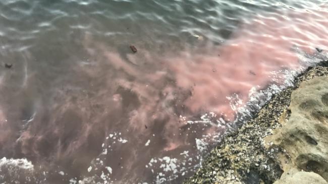 The water at Manly Cove on Wednesday.