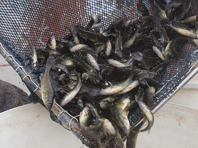 Yellowbelly fish release at Bedford Weir