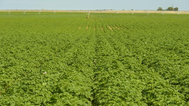 A Zerella Fresh potato farm.