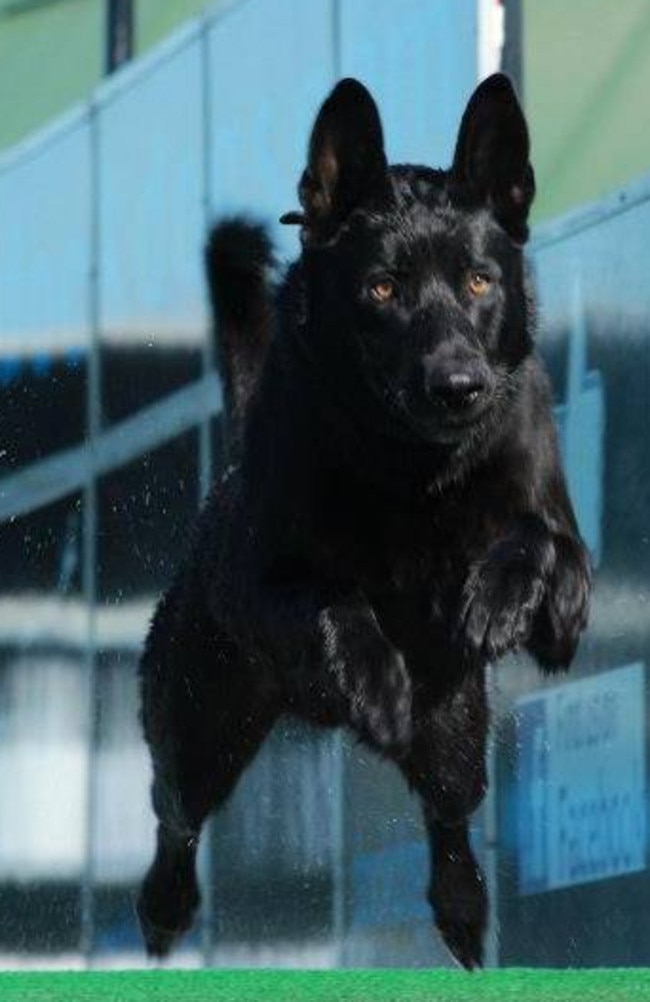 Hero dog ... police dog Lucas saved his partner’s life. Picture: Facebook/Todd Frazier