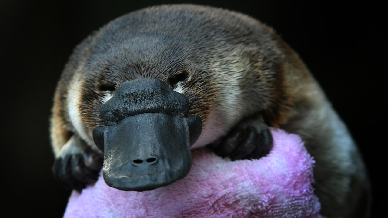 Platypus