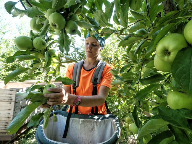 Yarra Valley growers and farmers fear they could be left without labour if their providers are declined a licence by the State Government. Picture: Luis Enrique Ascui