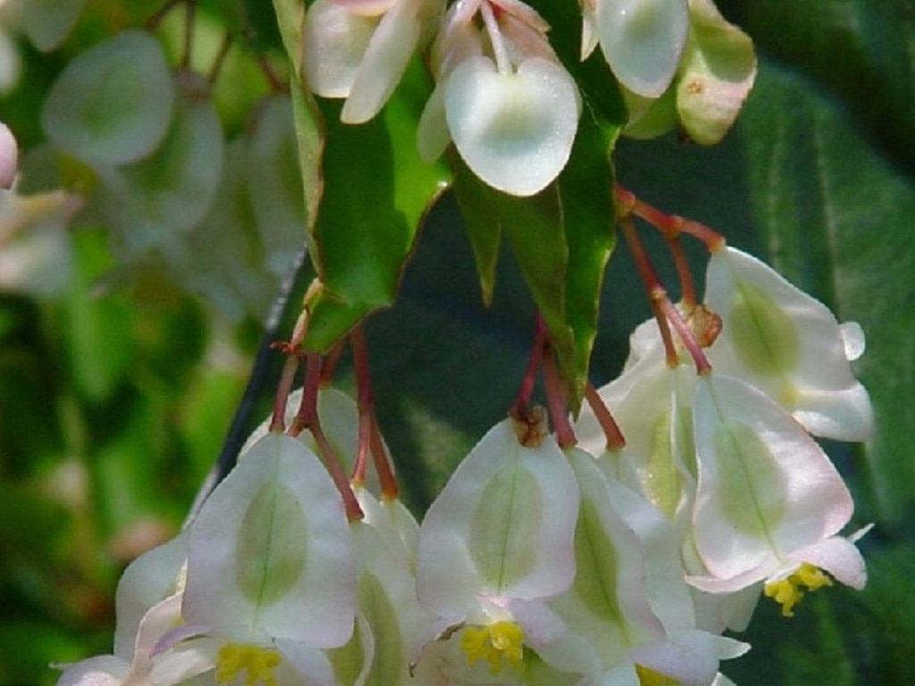 Begonia 'Angel Wings’ supplied by Sophie Thomson