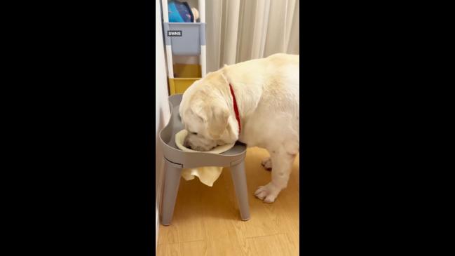 Well-mannered pup always wipes its mouth after drinking | news.com.au ...