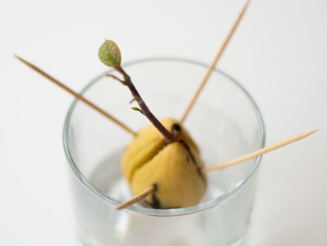 Growing an avocado from seed can also make a fun experiment for kids.