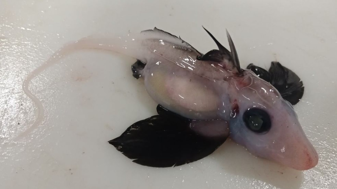 The baby creature is believed to be just a few days old. Picture: Instagram/Dr Brit Finucci