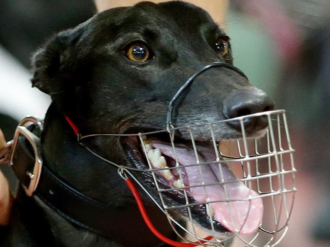 Greyhound Swooping Yelp before Race 1 at Greyhound Racing NSW's meet at Gosford Showground on Tuesday night. The greyhound racing community is still reeling from the announcement by NSW Premier Mike Baird it must close down. Picture: Troy Snook