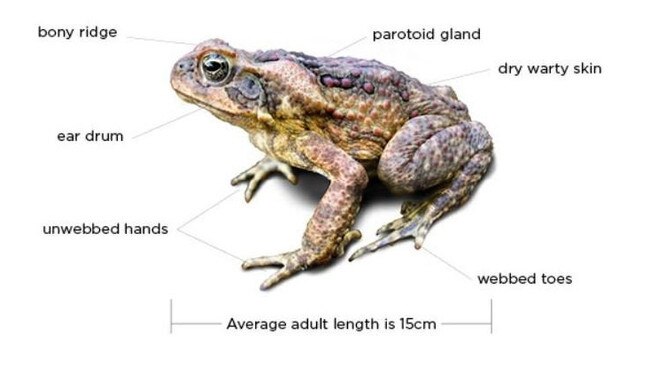 How to identify a cane toad. NSW Dept. of Environment