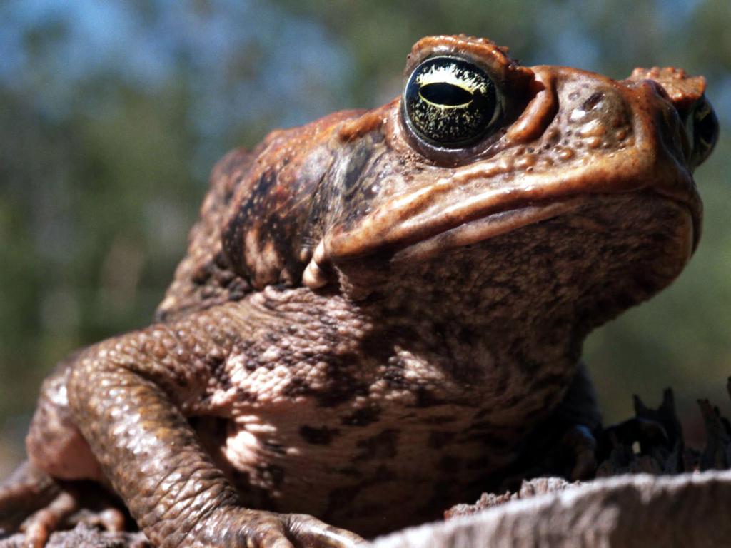 Frog biologist Dr Jodi Rowley said there’s “very little evidence” to suggest that euthanising cane toads causes a reduction in population.