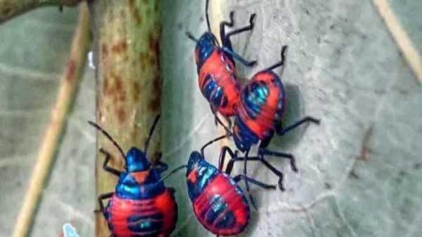 Insects at the park in Torquay. Picture: Toni Darlington