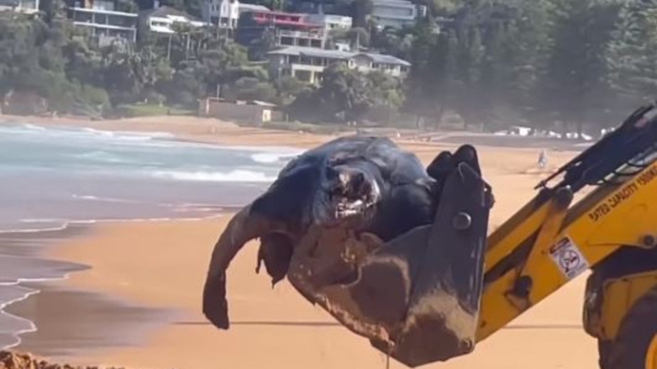 The huge turtle washed up on Whale Beach on Sunday. Picture: Lauren Ling