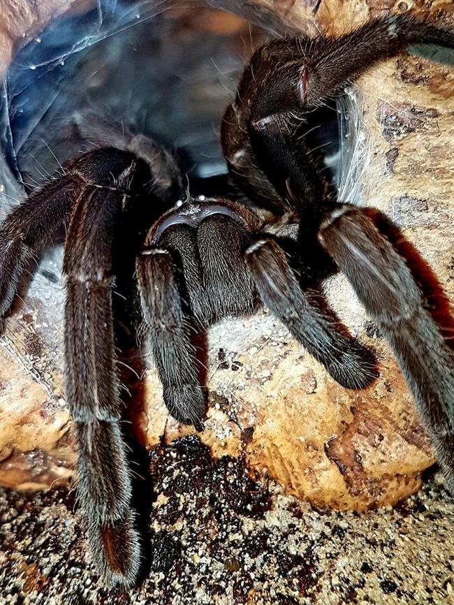 Tarantula Mrs Strennysaurus chilling in her new home.