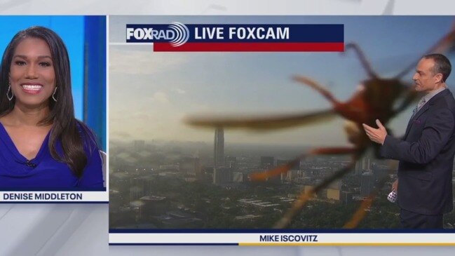 Large bug captured by our LIVE FOXCAM surprised Mike and Denise