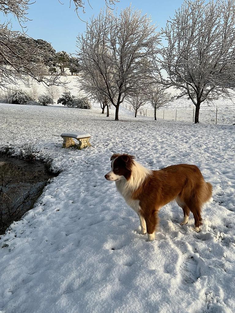 Snow overnight in NSW. Hillandale Gardens in Yetholme, NSW.