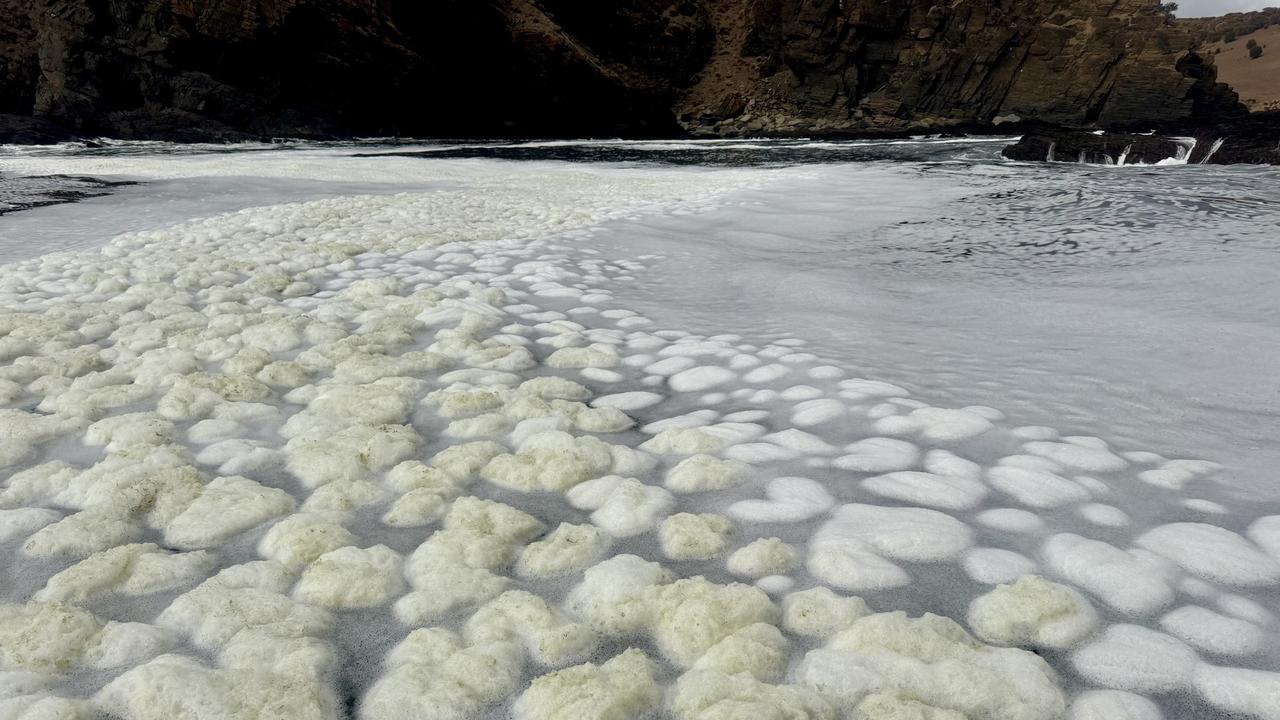 Algal bloom causing ocean crisis