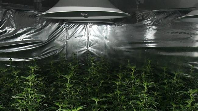 A man has been charged with additional drugs offences as part of a two-year investigation into a hydroponic house in the state’s Hunter region, Aberglasslyn. Credit: NSW Police