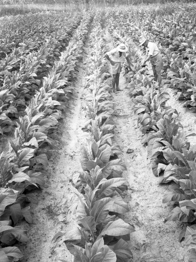 In the 1970s, Aussie farmers were told to ‘diversify’ into other crops. Picture: Ray Saunders