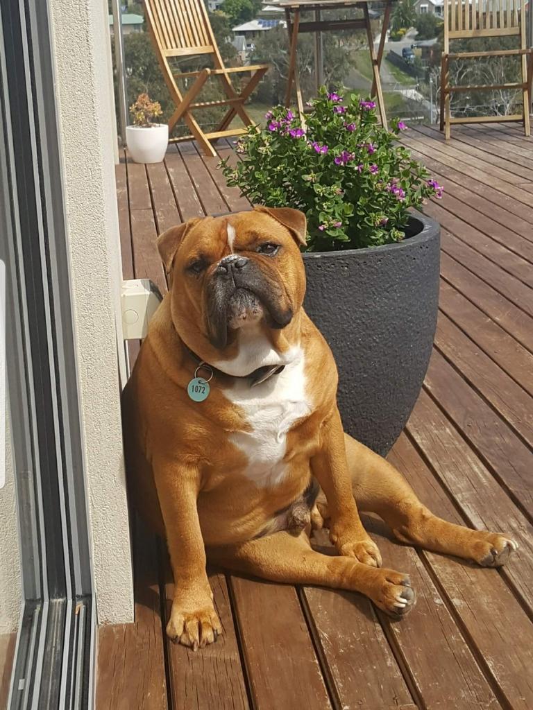 TAS: Dogs of Oz: Gab Morrison - Baxter the Aussie Bulldog is our beautiful big boy.