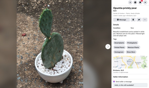 A Prickly Pear cactus as pictured in an online post for sale.