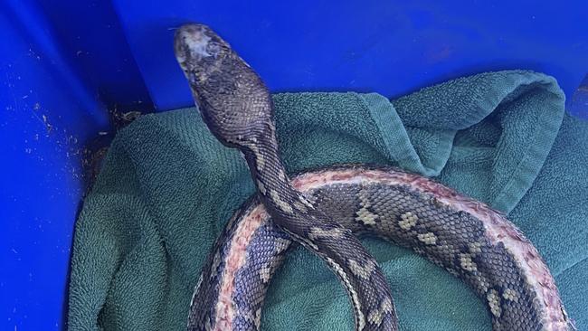 Watch: Python’s whipper snipper injury receives care at hospital