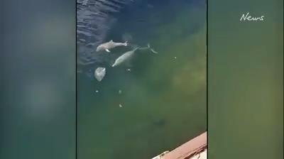 Plastic bag gets caught on dolphin