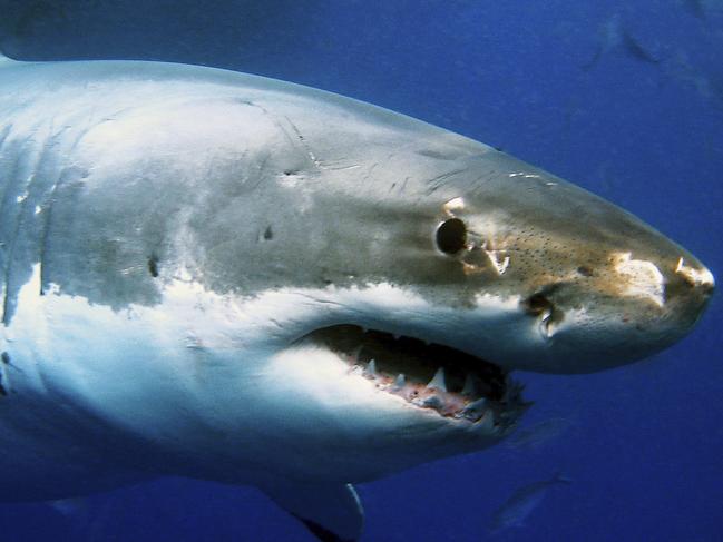 Great White Shark