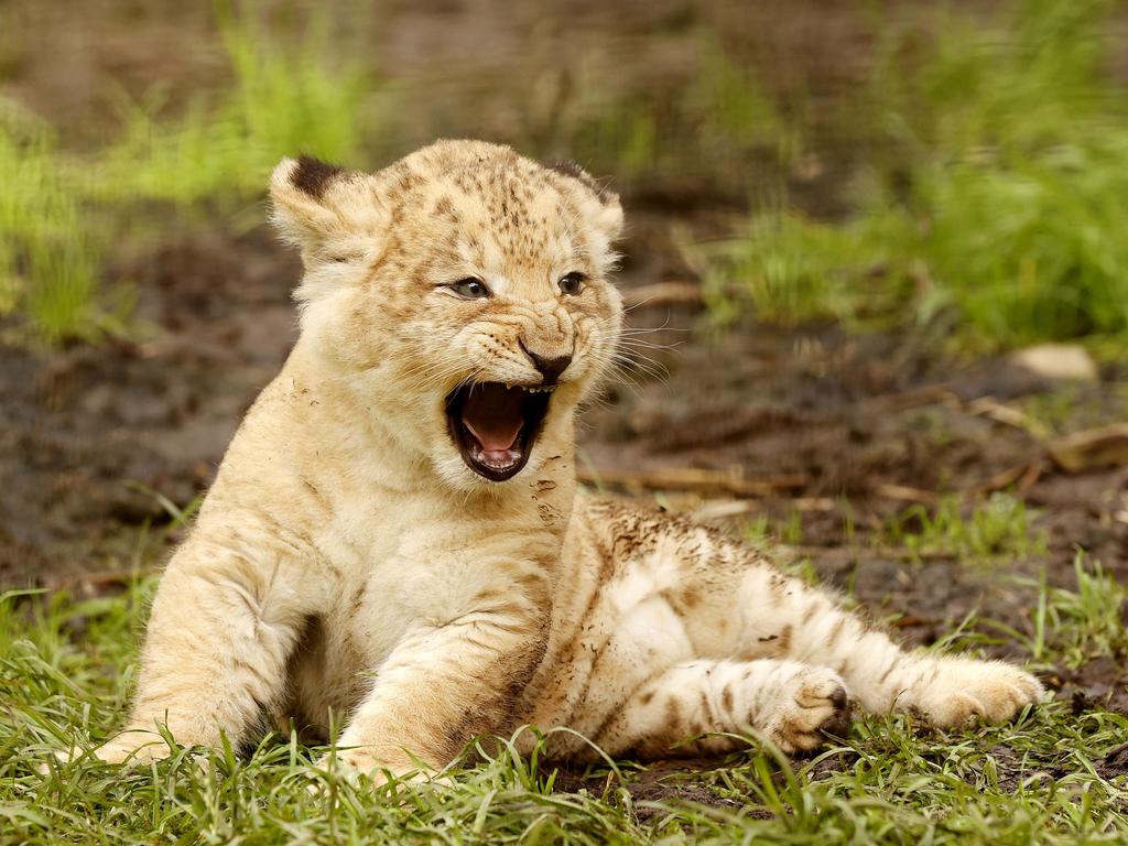 7 week-old Lion cub Roc with mum Chitwa at the Mogo Wildlife Park. Picture: Jonathan Ng