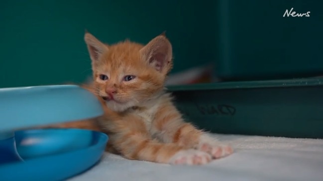 Ginger kitten found dumped in bin, left duct taped with firecrackers