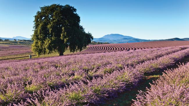 The current Bridestowe Lavender Farm. Image: Bridestowe Lavender Farm.