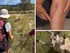 A kangaroo attacked a bushwalker.