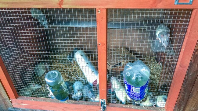 Some of the pictures taken by the RSPCA of the conditions animals were living in on Anthony Zink's property.