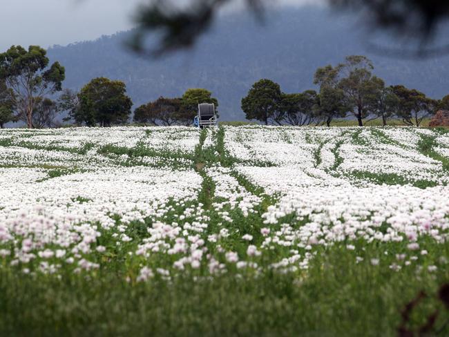 Generic photos for Tas Country. Poppies growing near Plenty in the Derwent Valley.