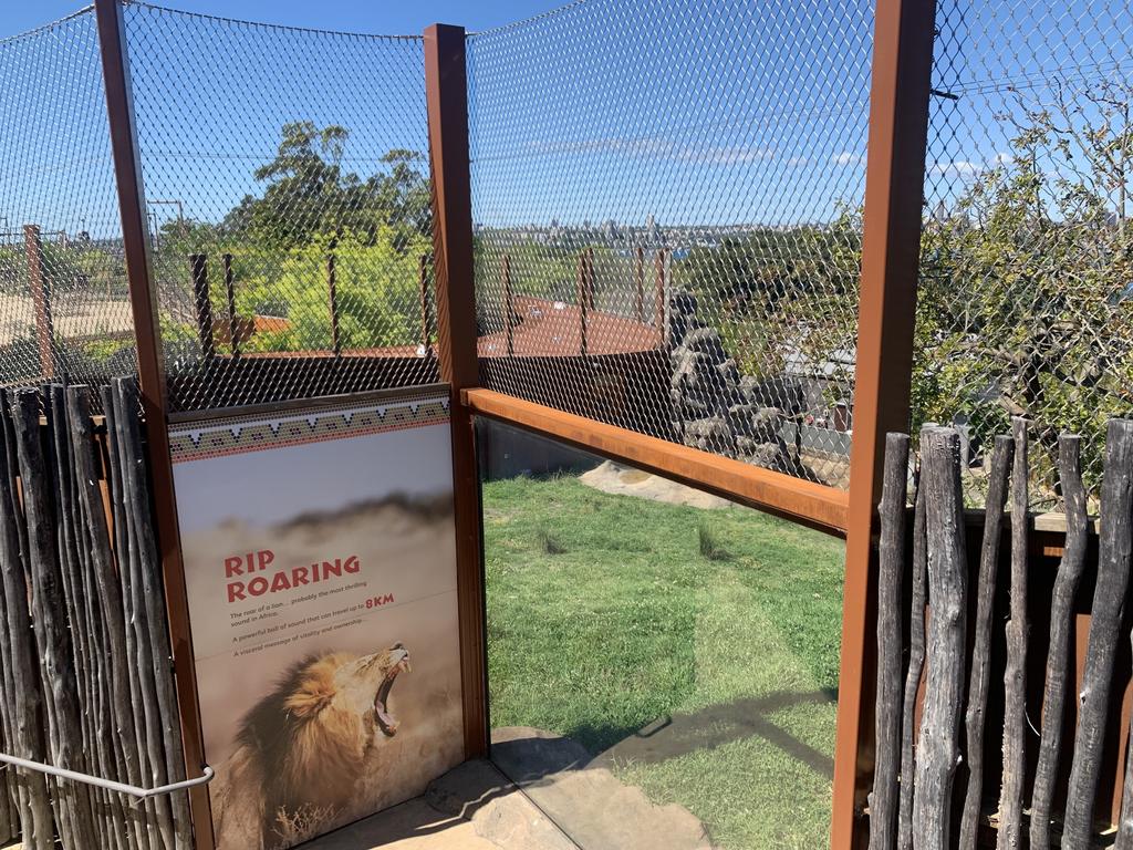 Five lions escaped from their enclosure on Wednesday morning. Picture: William Tyson