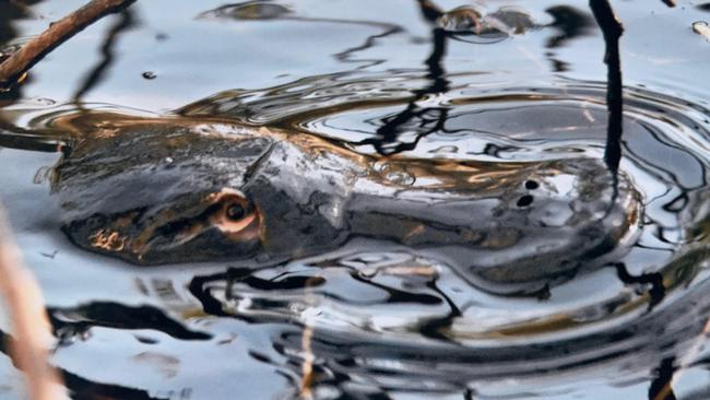 A platypus was seen in Merri Creek.