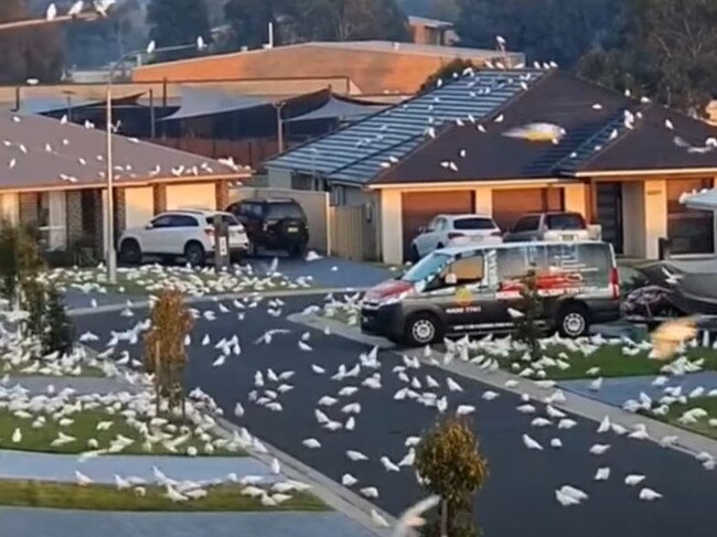 Shocking footage has emerged of hundreds of corellas descending on a Sydney street. Picture: TikTok