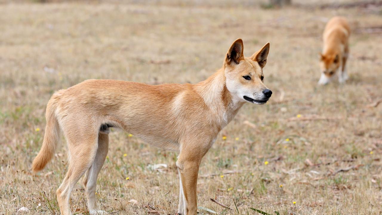 Previous efforts have required thousands of poisoned baits being distributed to kill one dingo. Picture: Brendan Francis