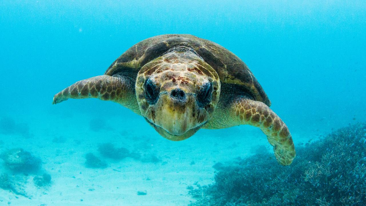 Explainer: How has the Great Barrier Reef fared?