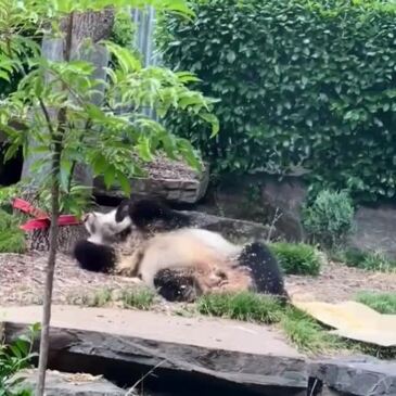 Panda at Adelaide Zoo Takes Refreshing Sawdust Bath