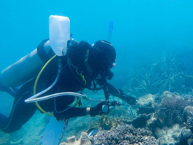 Scientists are getting on top of the Crown of Thorns starfish by simply injecting the coral-munching predators with household vinegar. Picture: James Cook University / Lisa Bostrom Einarsson