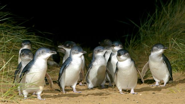 The penguins wern’t the only ones on parade at Phillip Island last week.