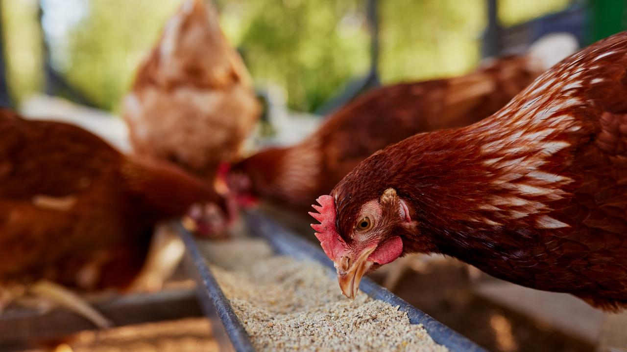 Roc stays abreast of potential $1bn chicken play