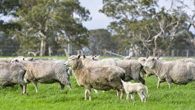 Sheep Producers Australia chief executive Stephen Crisp says lamb survival had been identified as a long-term top priority, and while the sheep flock is at a record low, there is no better time to focus on lamb survivability. Picture: Dannika Bonser