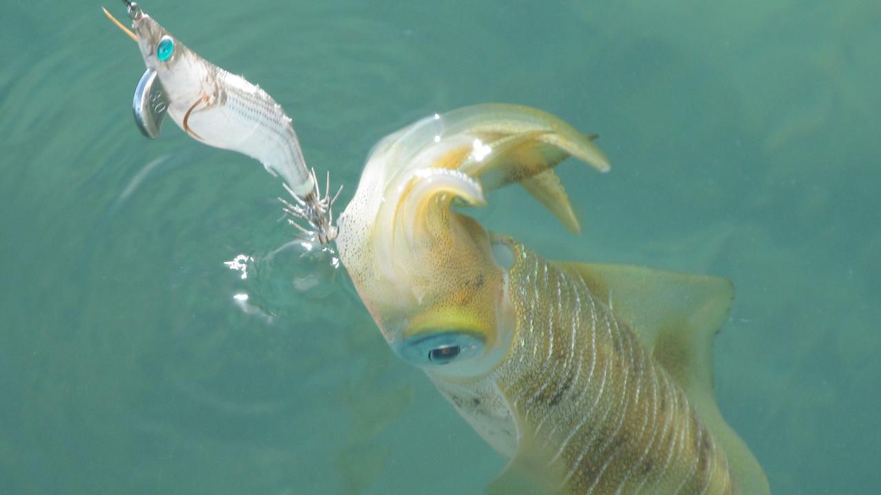 Moreton Bay: Fishing in Moreton Bay still hot despite Brisbane smoke