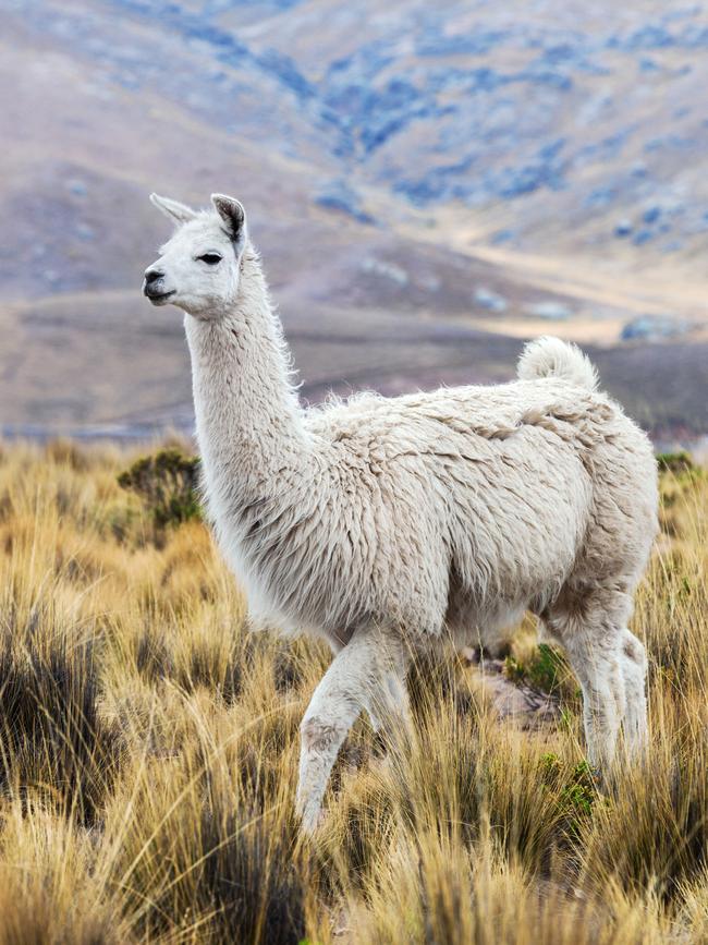 Question 6: Where are llamas native to? Picture: istock