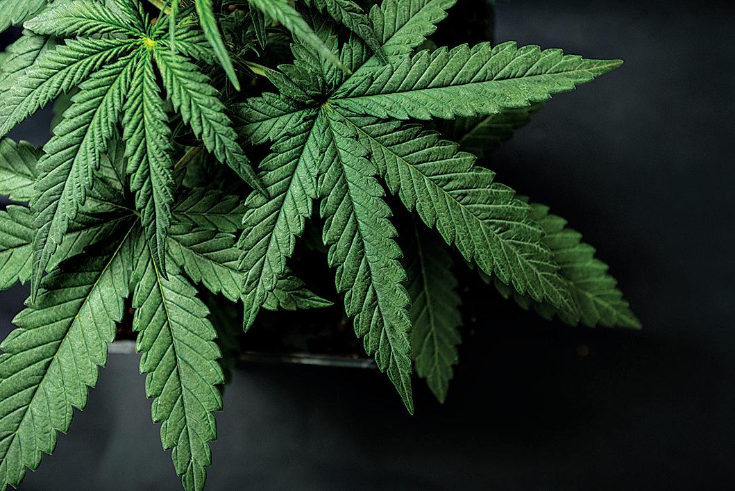 Cannabis leaves of a plant on a dark background. Picture: Yarygin