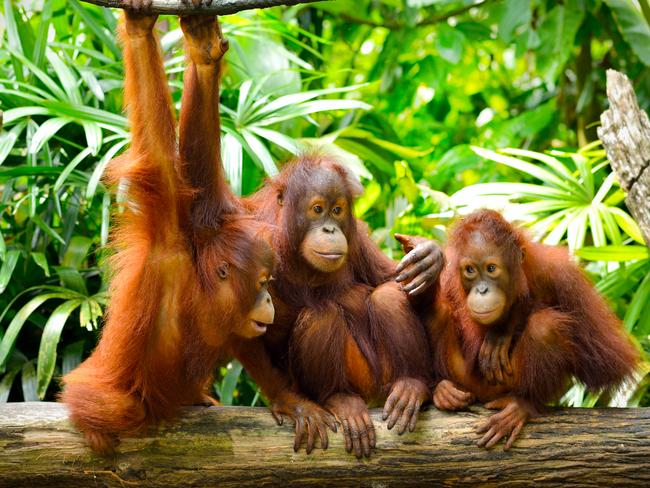 MARCH 15 2015 DEALS Get up close to orangutans in Borneo. For use with TripADeal.com.au copy