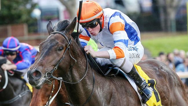 Hey Doc heads into the Doncaster Mile in great form. Picture: Colleen Petch