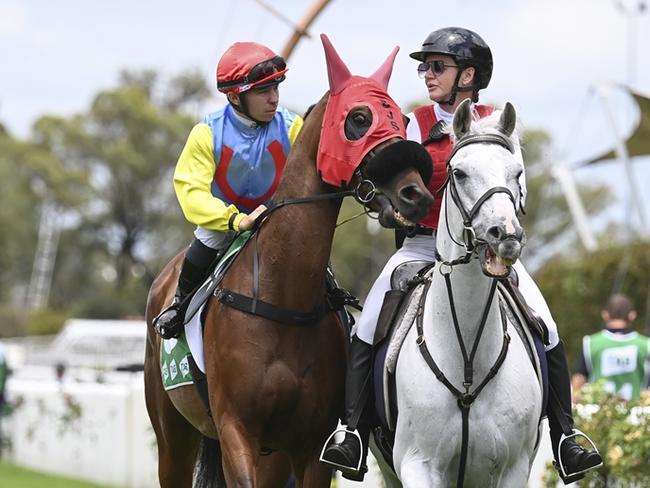 A more mature Lockdown Gamble resumes at Cowra on Sunday. Picture: Bradley Photos